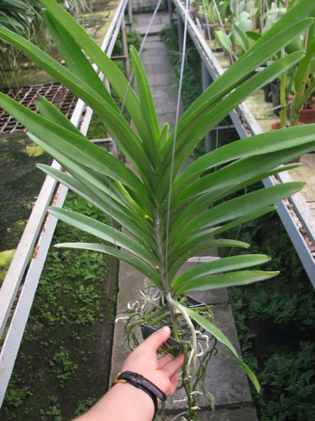 Ascocenda Princess Mikasa Blu.jpg