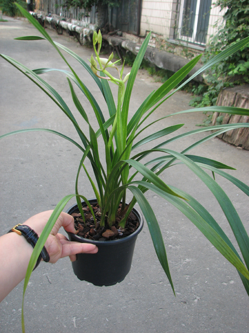 Cymbidium formosanum x erythrostylum.jpg