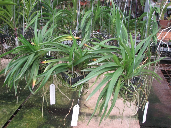 Neostylis Lou Snearly.JPG