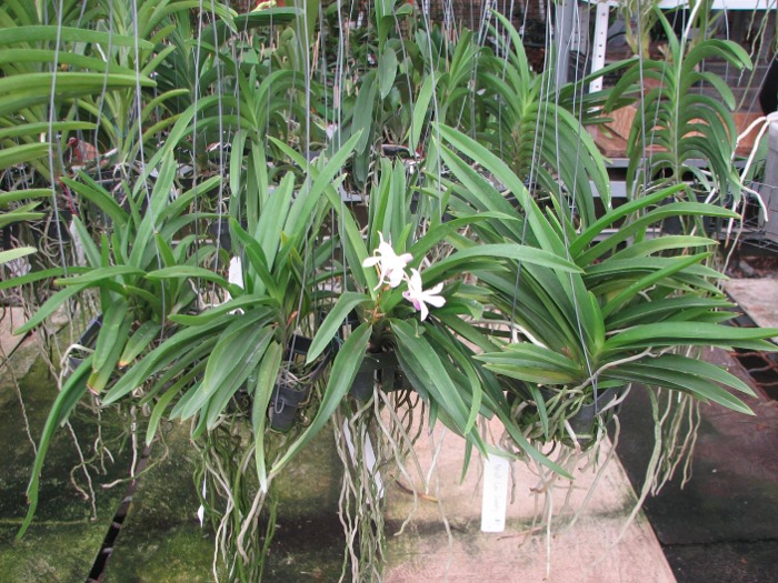 Neostillis Lou Snearly #1.JPG