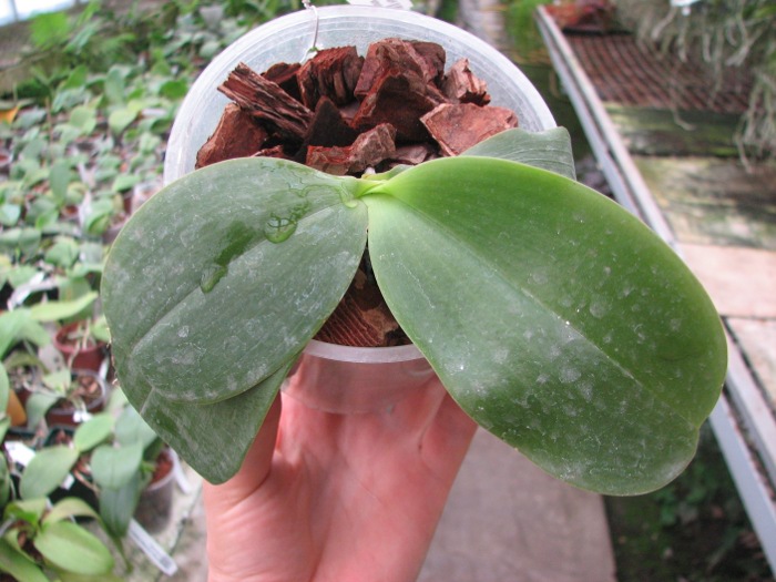 Phalaenopsis Ld's Bear Queen x gigantea.JPG