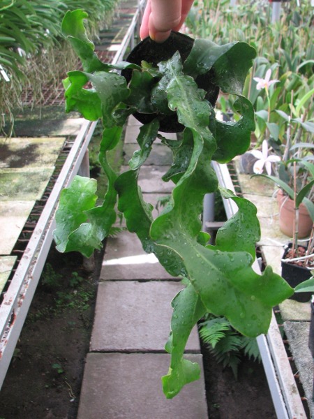 Mini Dragon Fruit.JPG