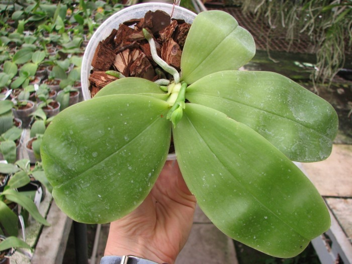 Phalaenopsis Samera 'Blue'.JPG
