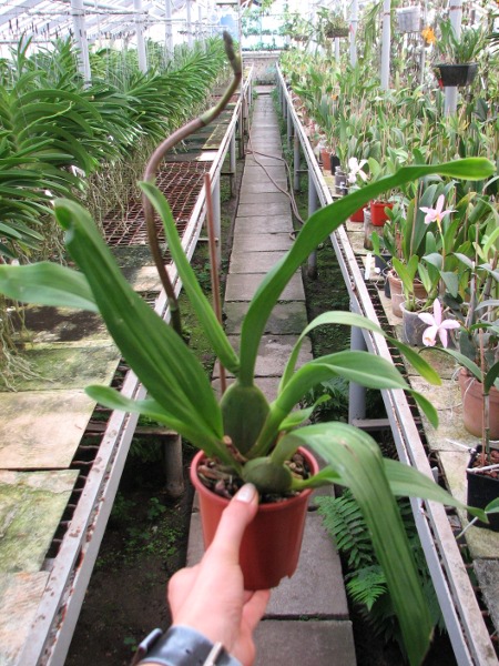 Vuylstekeara Yokara 'Perfection' x Oncidium leucochillum.JPG