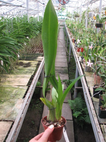 Beallara Mathias 'Bai Bai Blackbird'.JPG