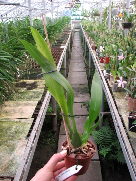 Beallara Mathias 'Glamour'.JPG