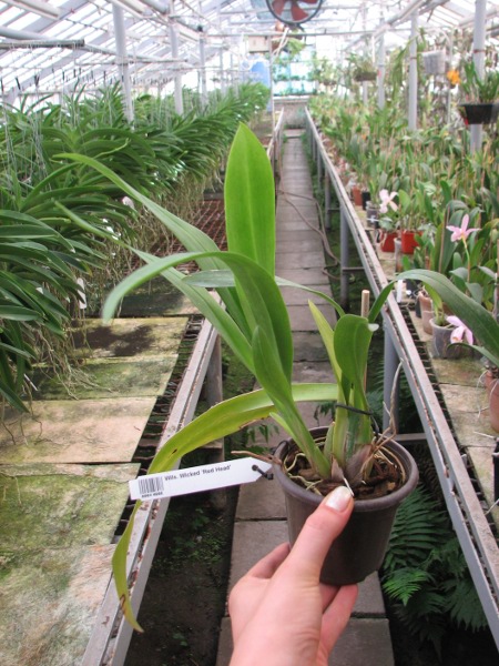 Wilsonara Wicked 'Red Head'.JPG