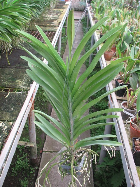 Ascocenda Princess Mikasa Blue.JPG