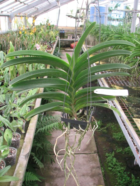 Vanda Pak Chong Blue 'Adisak'.JPG