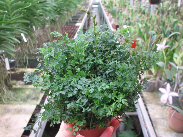 Bolbitis difformis.JPG