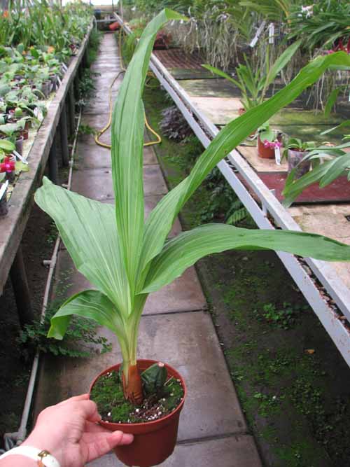 Lycaste groganii.JPG