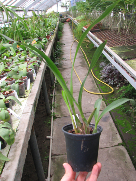 Maxillaria picta.jpg