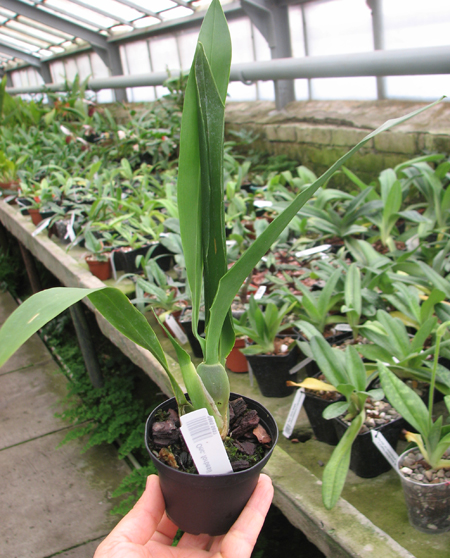 Oncidium forbesii.jpg