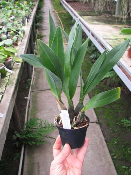 Encyclia (vitellinum x michuacana) x vitellinum.JPG