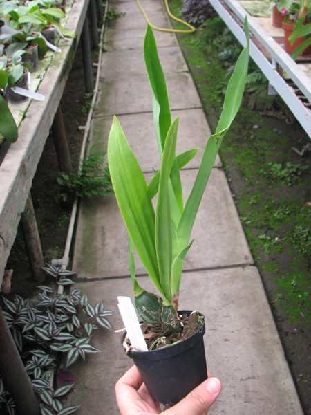 Encyclia vitellina x mariae.jpg