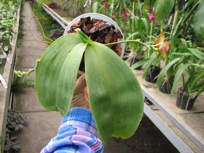 Phalaenopsis Red Jaguar.jpg