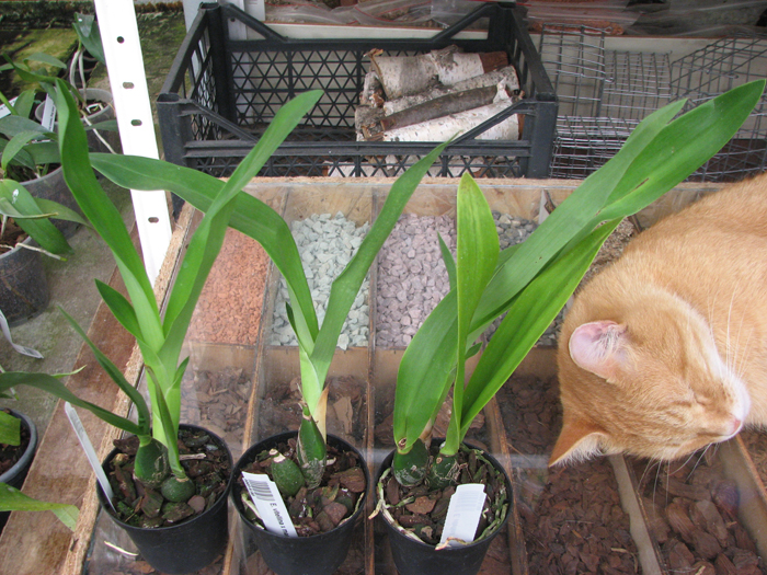 Encyclia vitellina x mariae.jpg