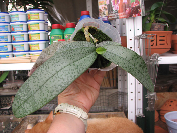 Phalaenopsis celebensis x Phalaenopsis Venus.jpg