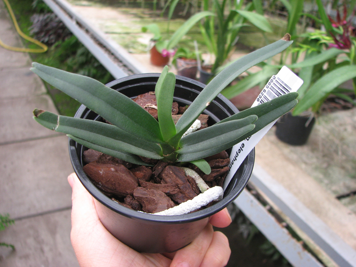 Angraecum elephantinum.jpg