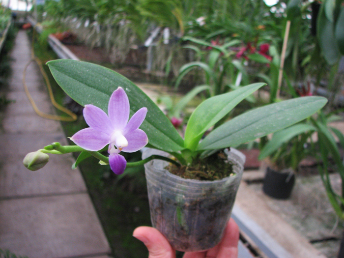 Doritaenopsis Purple Martin.jpg