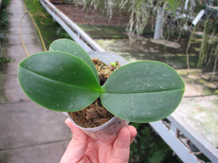 Doritaenopsis Jia Ho Cherry x Phalaenopsis lobbii.JPG