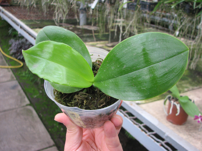 Phalaenopsis Ambotrana x Kung's Red Cherry.jpg