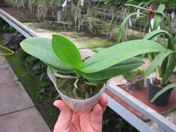 Phalaenopsis equestris alba.jpg