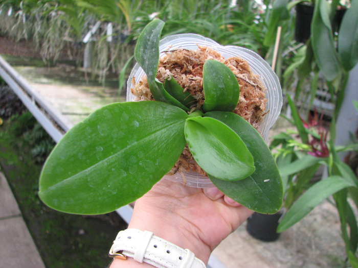 Phalaenopsis Chang Jo (Chang Jhih Rose x Jong's Gigan Cherry).jpg