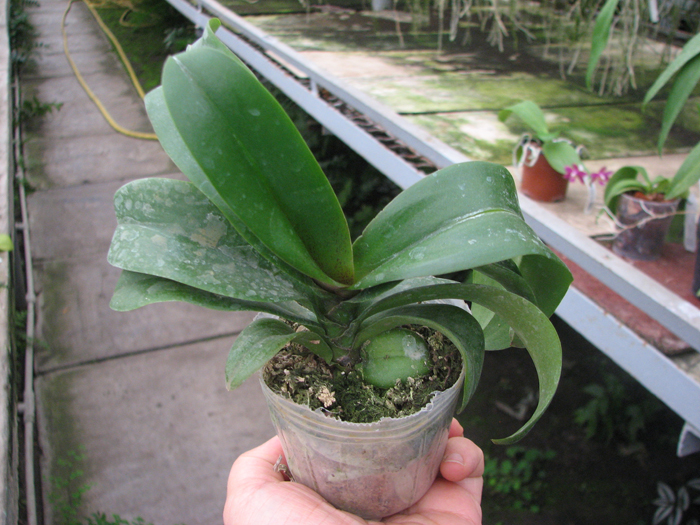 Asconopsis Irene Dobkin 'Orange'.jpg
