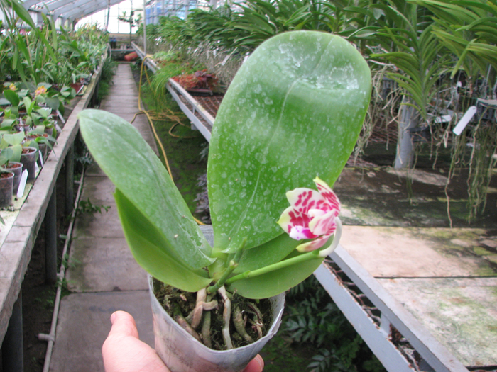 Phalaenopsis KS Super Zebra.jpg