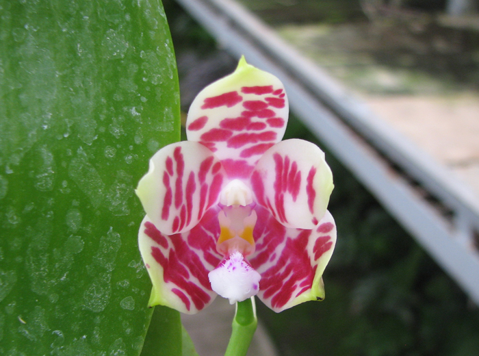 Phalaenopsis KS Super Zebra.jpg