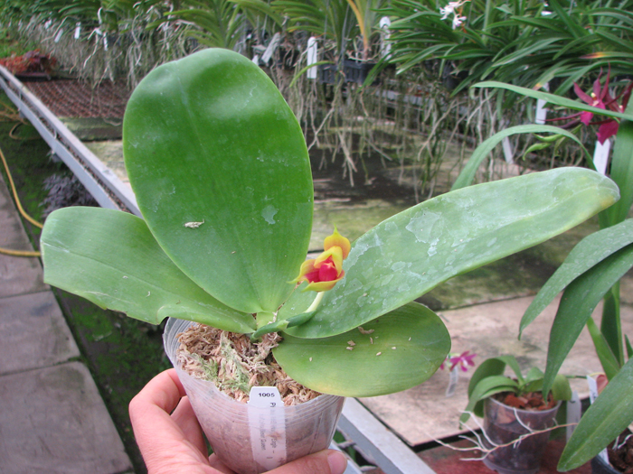 Phalaenopsis KS Happy Eagle x Ld's Bear Queen.jpg