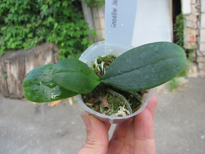 Phalaenopsis wilsonii.jpg