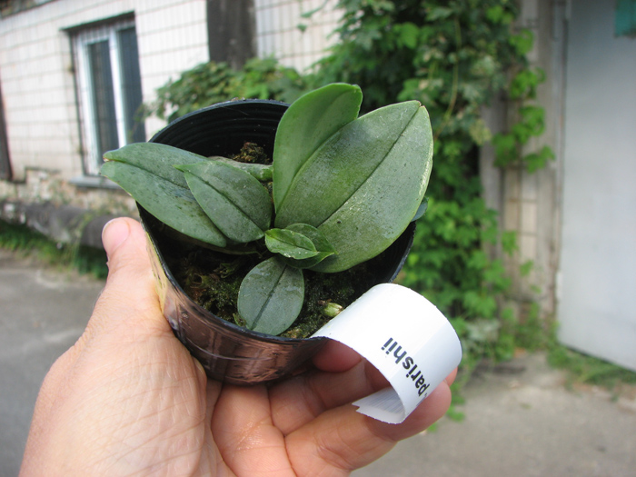 Phalaenopsis parishii.jpg