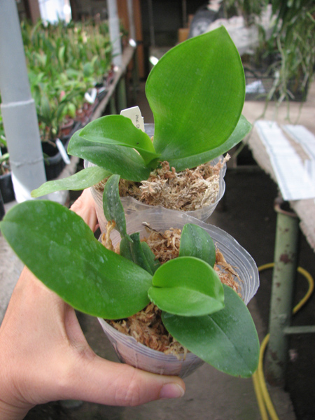 Phalaenopsis Chang Jo.jpg