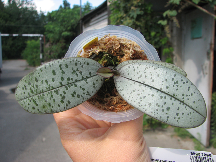 Phalaenopsis schilleriana.jpg