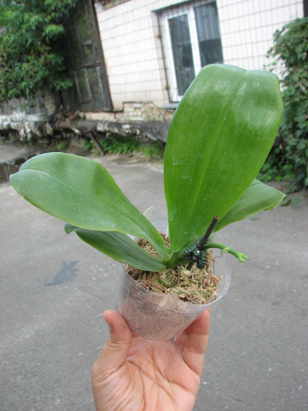 Phalaenopsis Ld's Bear Queen x Chang Mow Evergreen.jpg