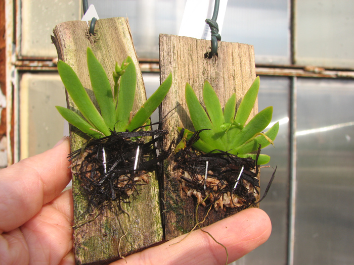 Psygmorchis pusilla.jpg