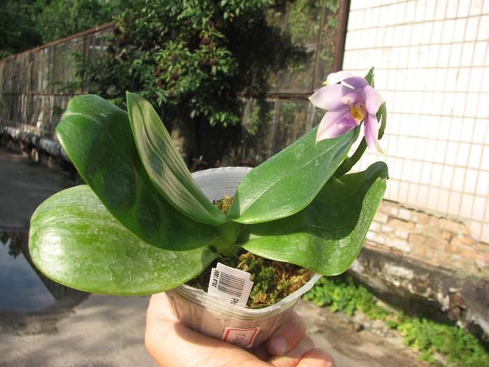 Phalaenopsis violacea var coerulea.jpg