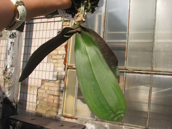 Phalaenopsis stuartiana.jpg