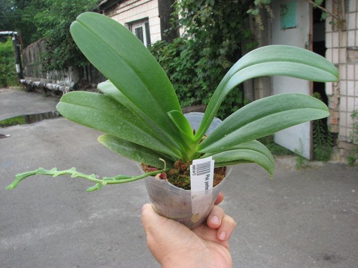 Phalaenopsis pantherina.jpg