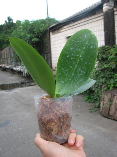 Phalaenopsis Joy Auckland Beauty.jpg