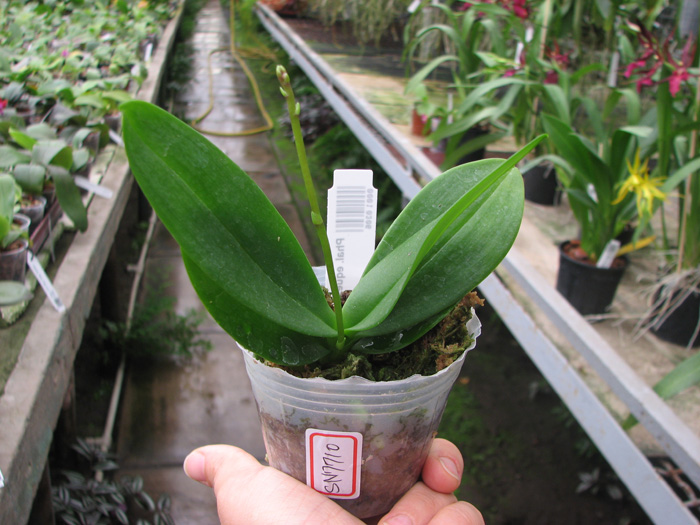 Phalaenopsis equestris.jpg