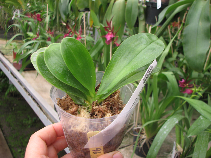 Phalaenopsis micholitzii.jpg