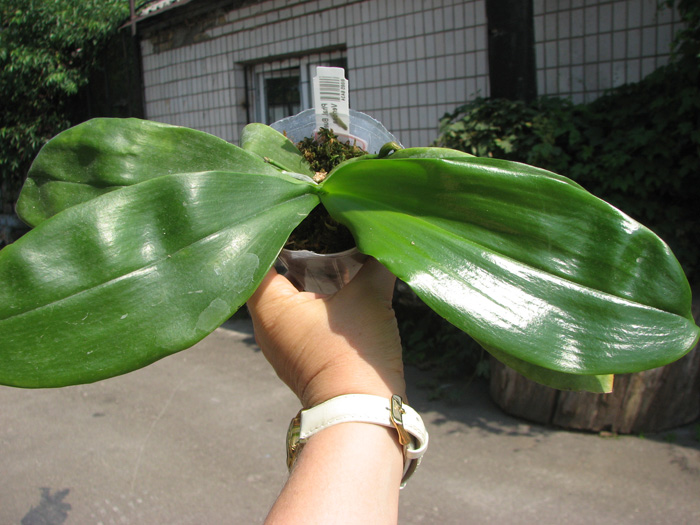 Phalaenopsis Buena Jewel x Phalaenopsis venosa.jpg