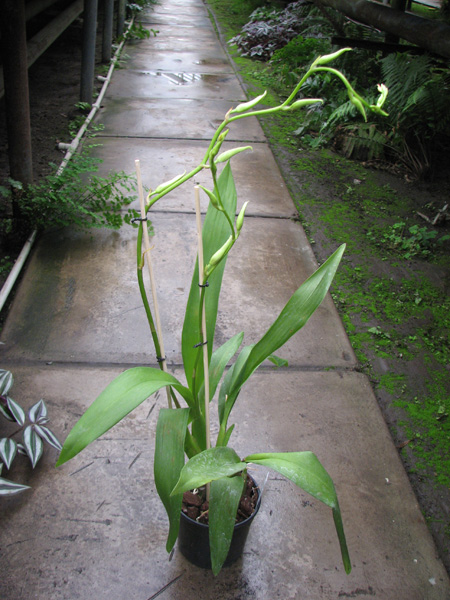 Beallara Tahoma Glacier 'Green'.jpg