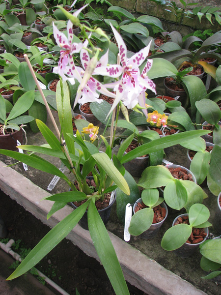 Beallara Peggy Ruth Carpenter 'Morning Joy'.jpg