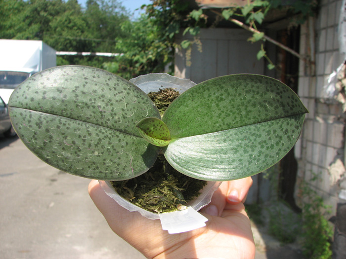 Phalaenopsis schilleriana x Phalaenopsis Cassandra.jpg