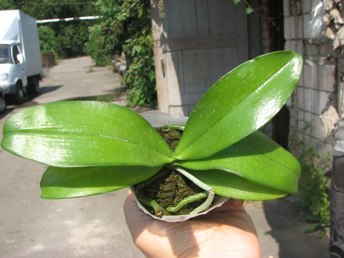 Phalaenopsis mannii 'Black'.jpg