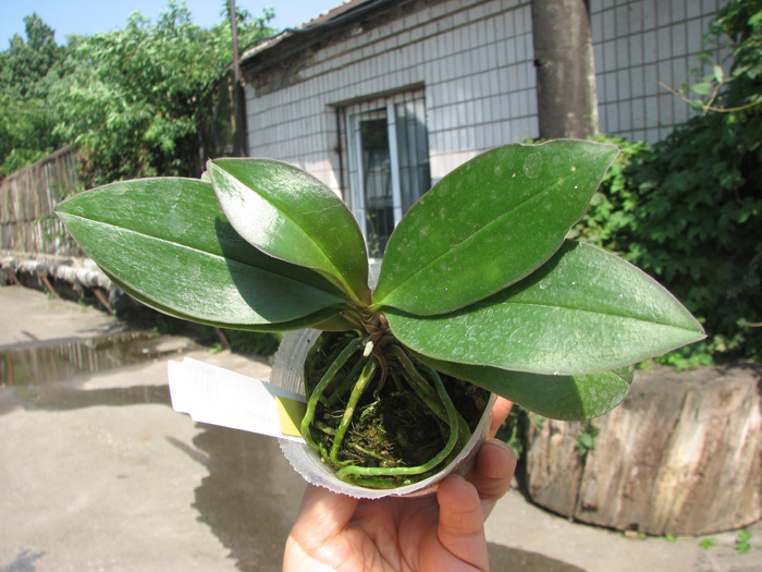 Phalaenopsis San Shia Appendo.jpg